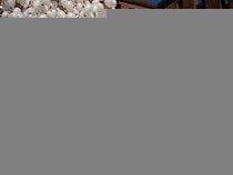 file i�inde 300 adet renkli u�an balon b�rakma